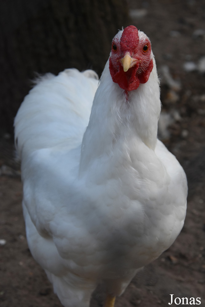 Poule Wyandotte naine