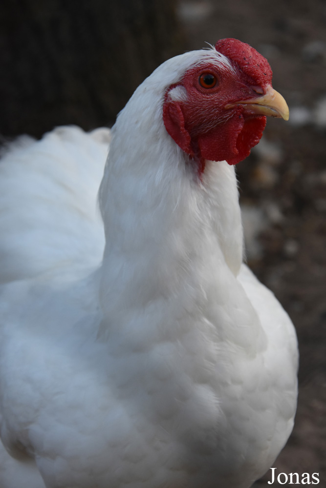 Poule Wyandotte naine