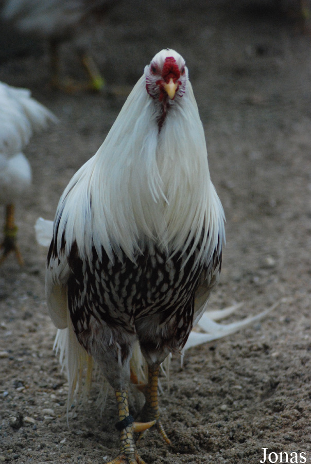 Poule Yokohama