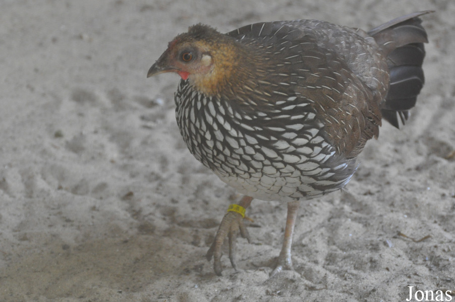 Gallus sonneratii