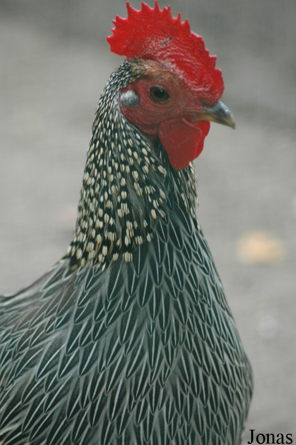 Gallus sonneratii