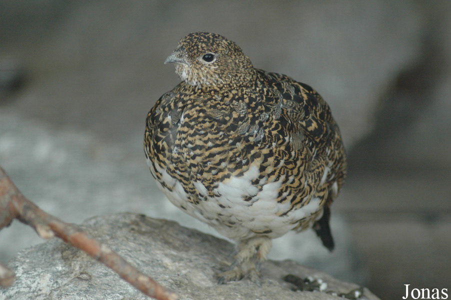 Lagopus muta helvetica