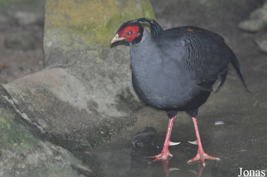 Lophura diardi