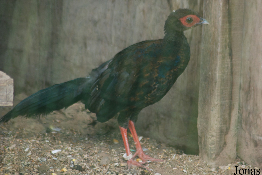 Lophura edwardsi x nycthemera