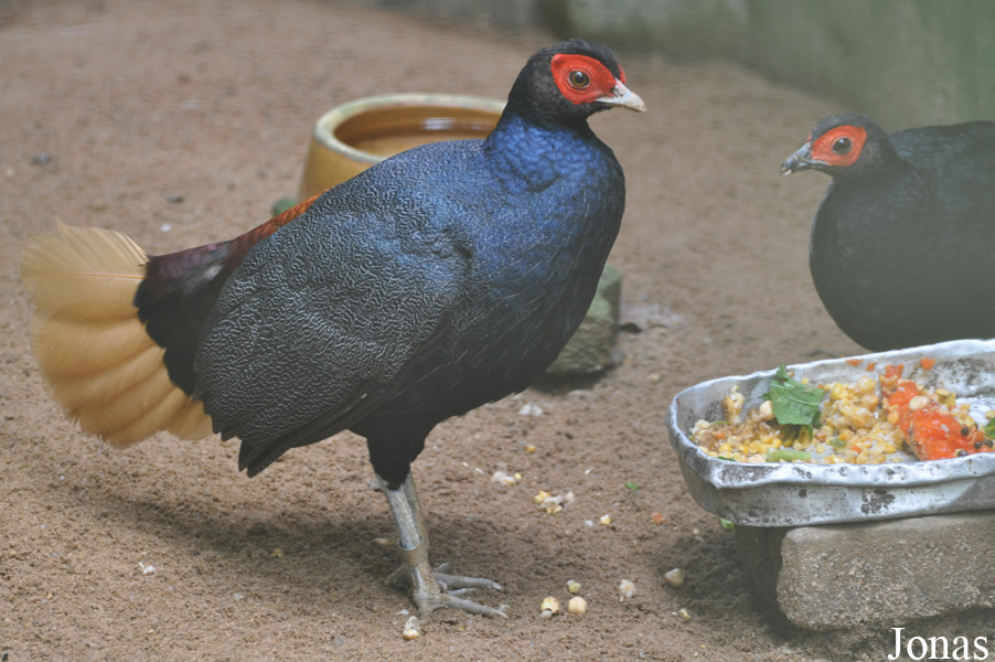 Lophura erythrophthalma