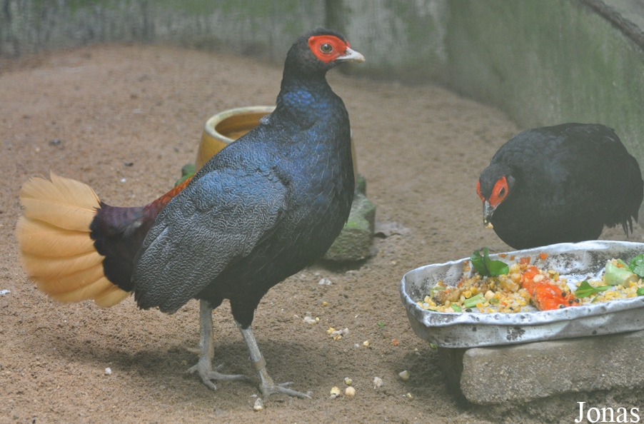 Lophura erythrophthalma