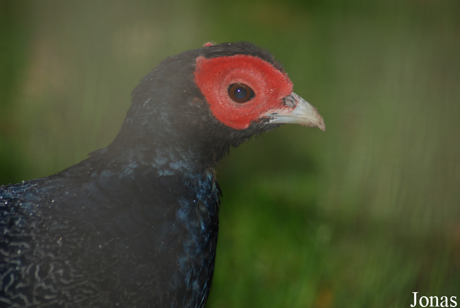 Lophura erythrophthalma