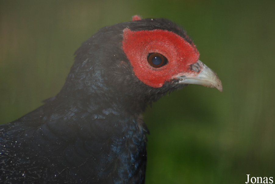 Lophura erythrophthalma