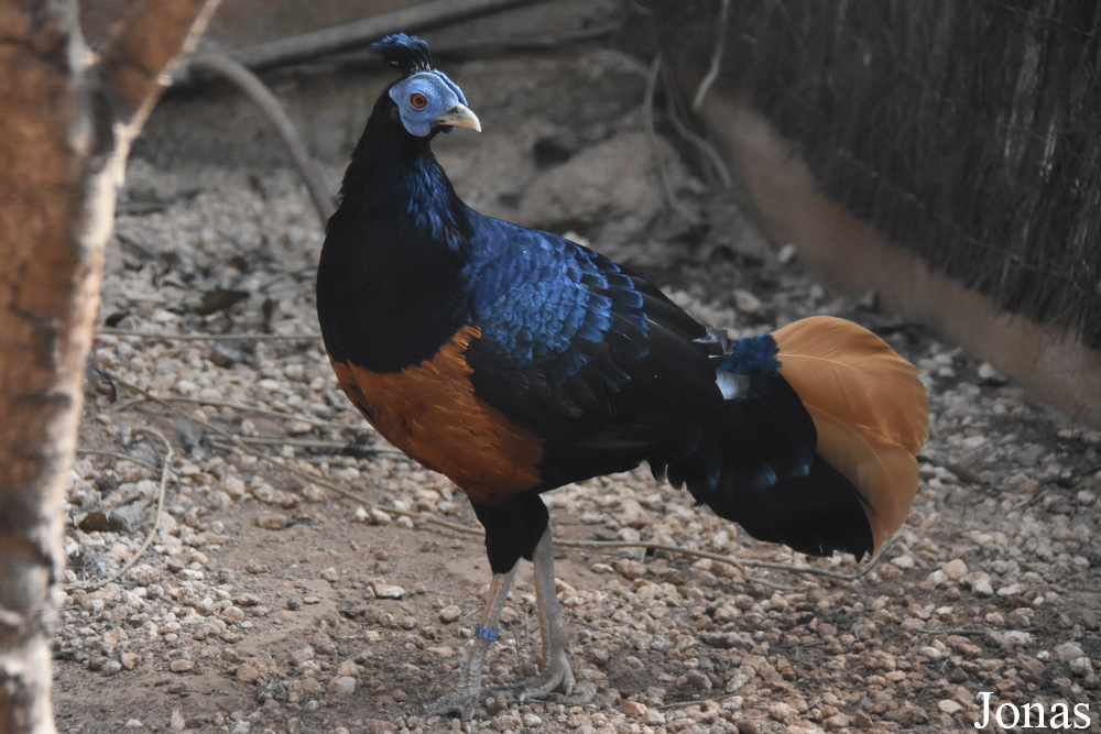 Lophura ignita