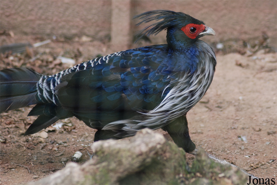 Lophura leucomelanos