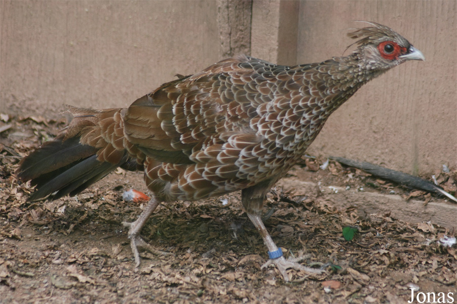 Lophura leucomelanos