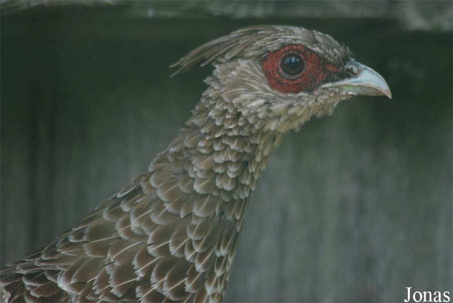 Lophura leucomelanos
