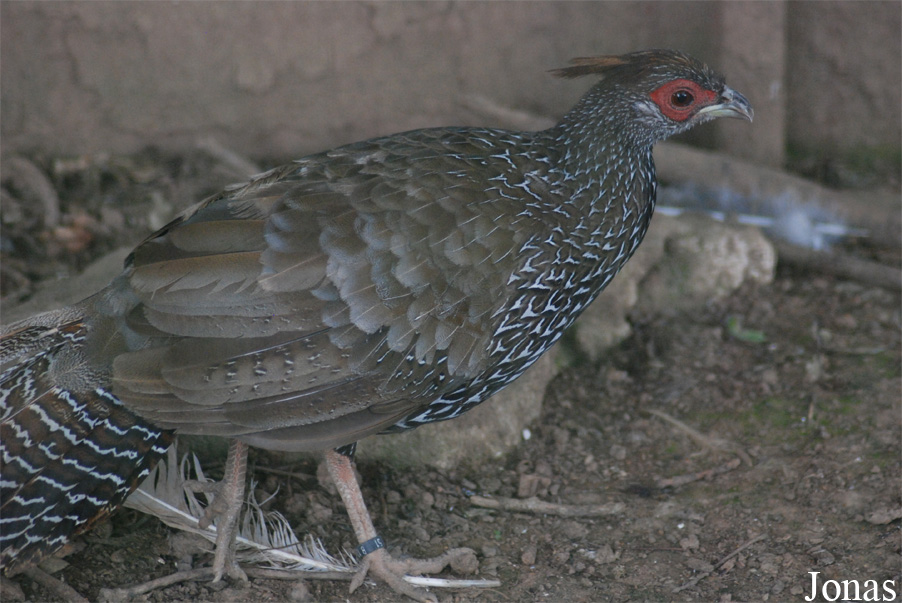 Lophura nycthemera crawfurdi