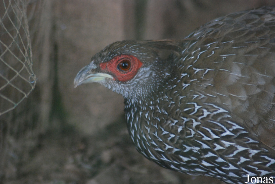 Lophura nycthemera crawfurdi