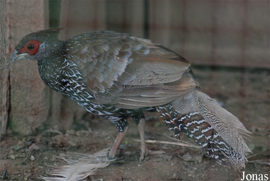 Lophura nycthemera crawfurdi