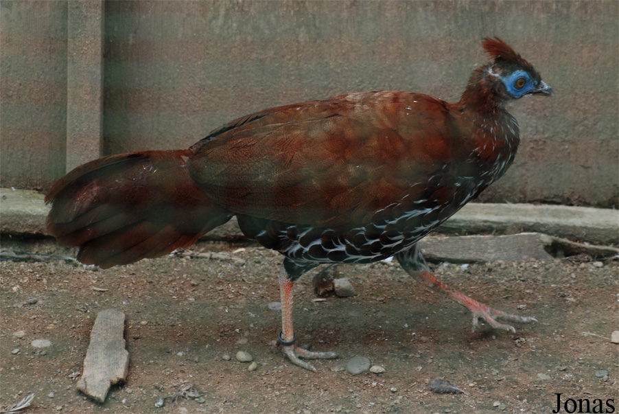 Lophura rufa
