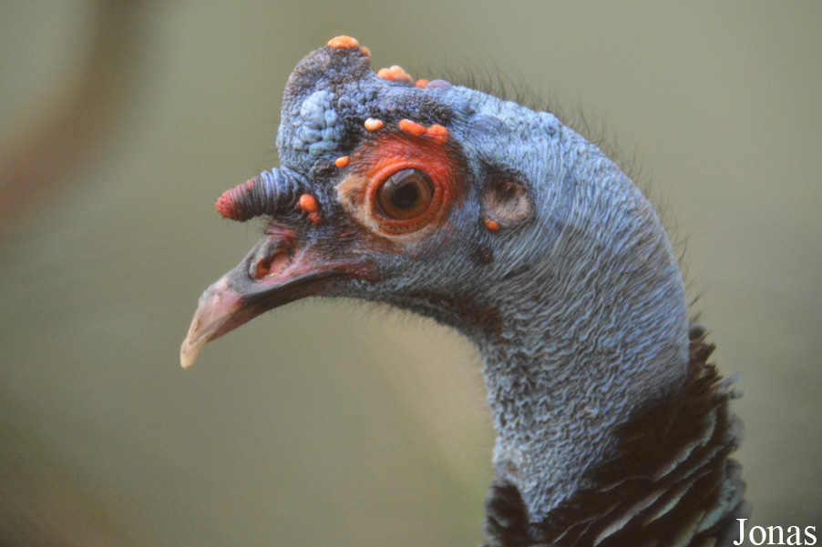 Meleagris ocellata