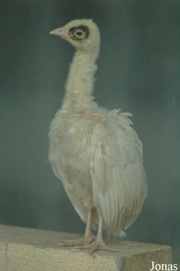 Pavo cristatus