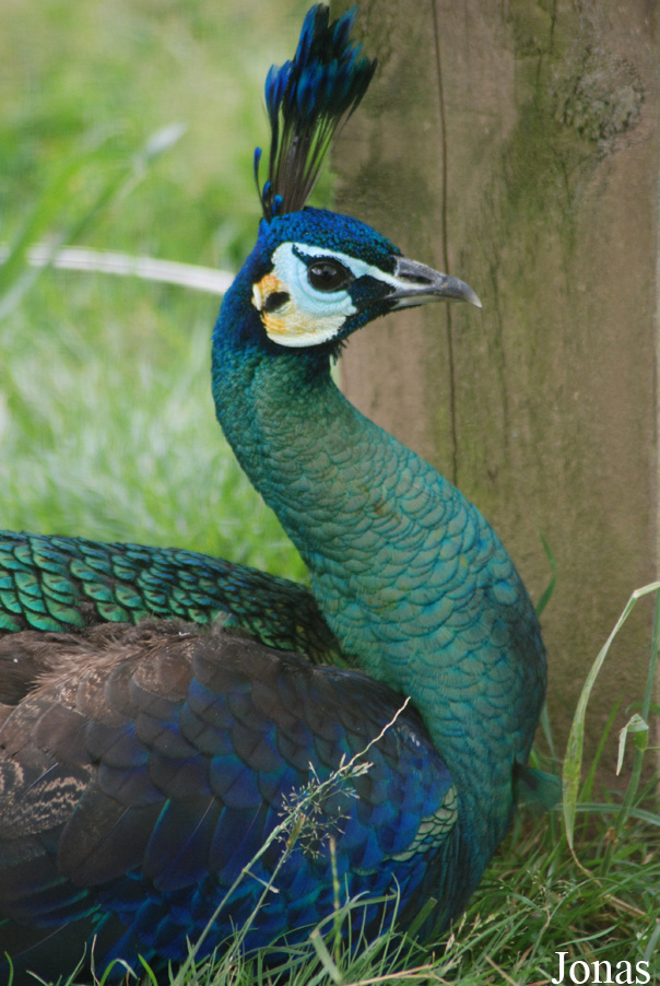Pavo muticus