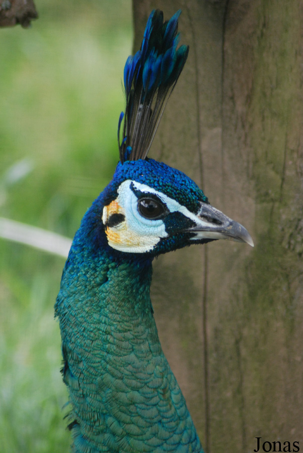 Pavo muticus