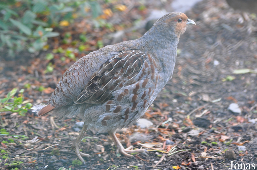 Perdix perdix