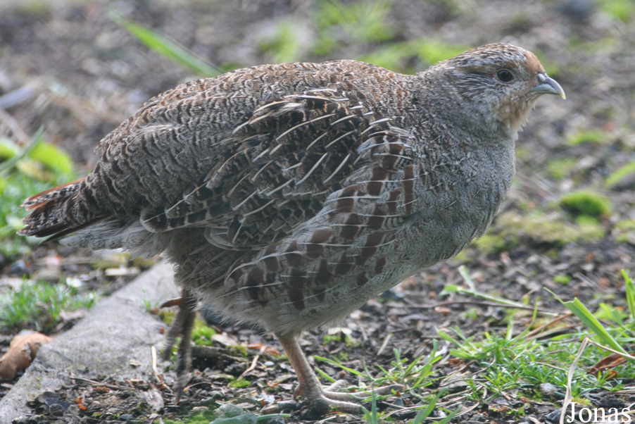 Perdix perdix