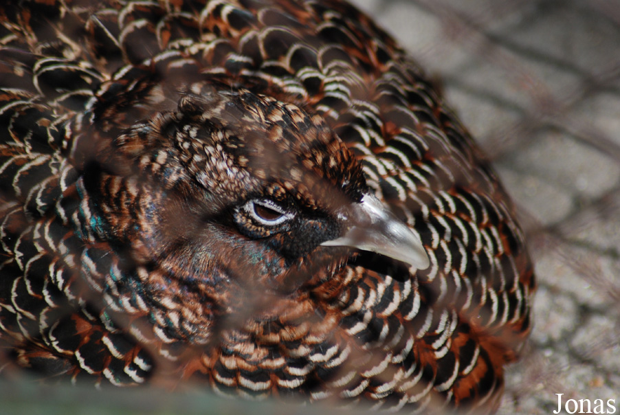 Phasianus colchicus