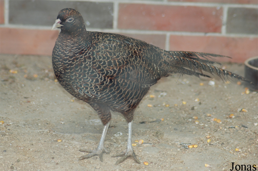 Phasianus colchicus