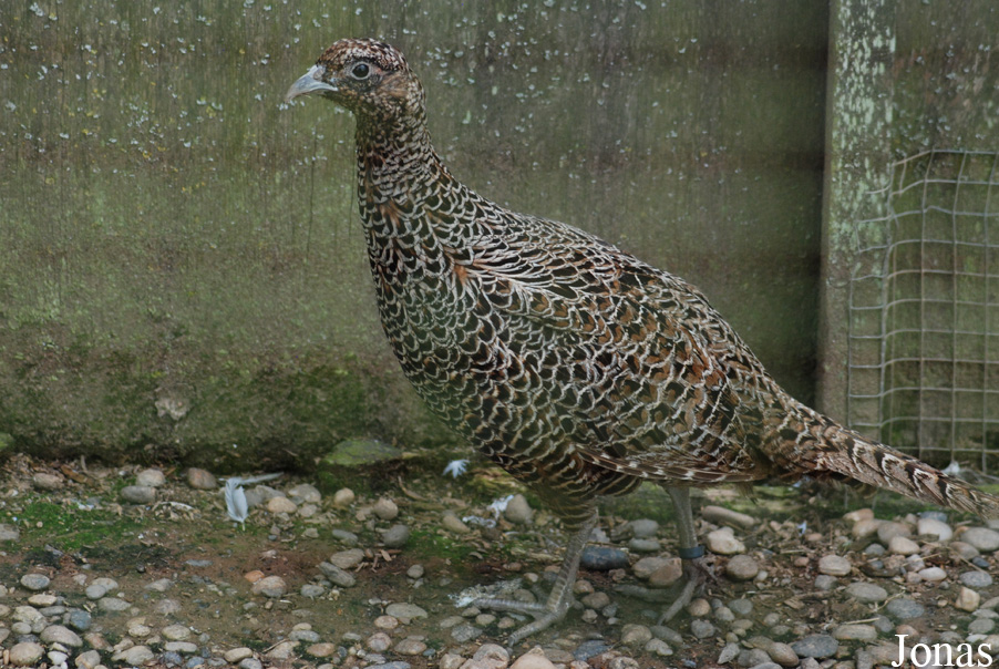 Phasianus colchicus
