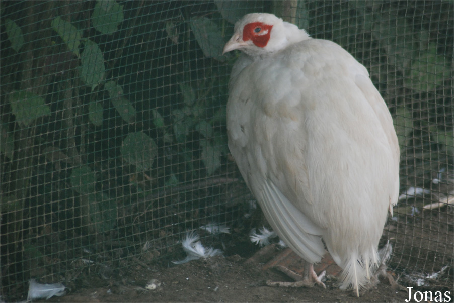 Phasianus colchicus