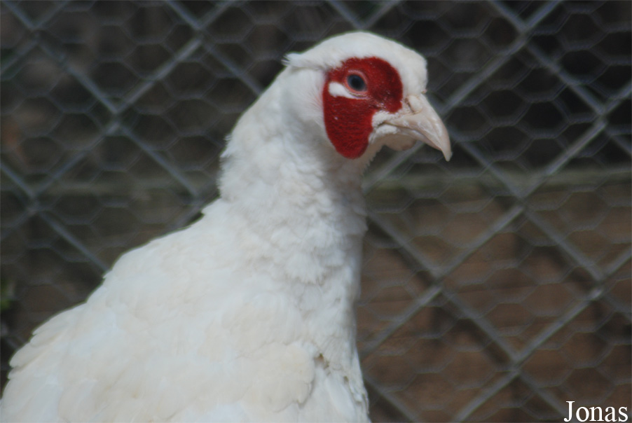 Phasianus colchicus