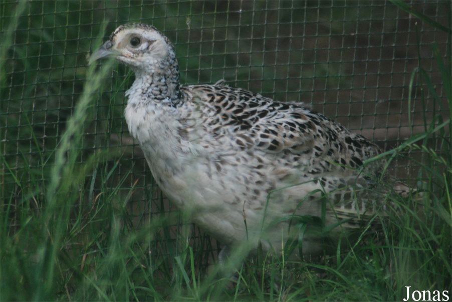 Phasianus colchicus formosanus