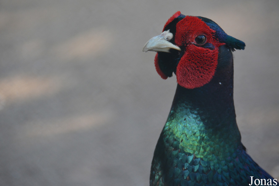 Phasianus versicolor