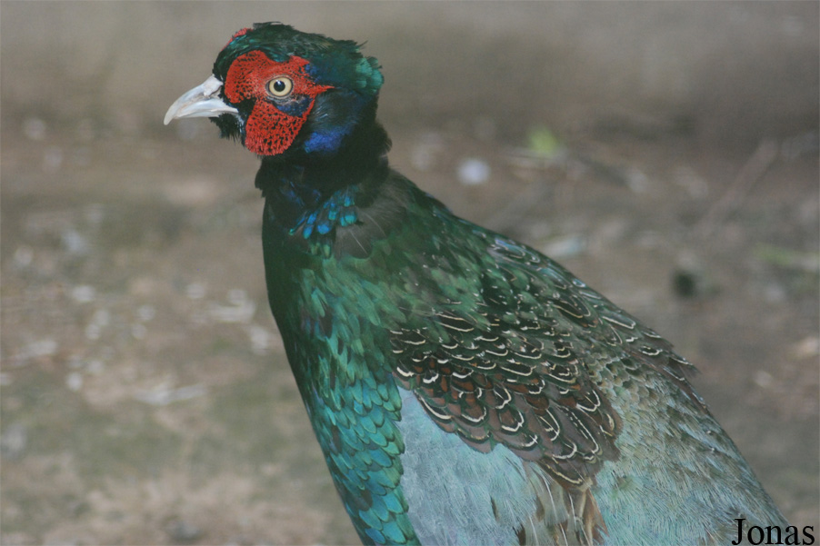 Phasianus versicolor