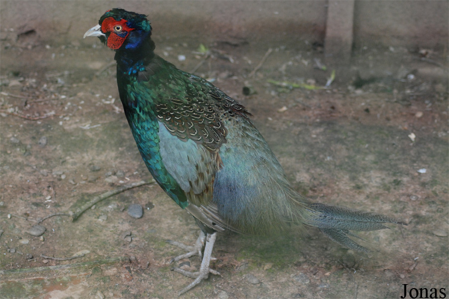 Phasianus versicolor