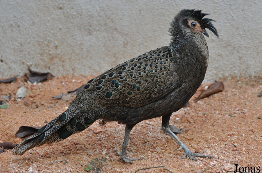Polyplectron malacense