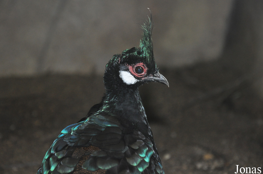 Polyplectron napoleonis