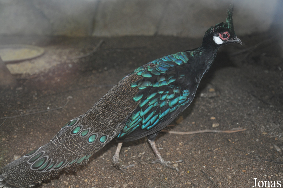 Polyplectron napoleonis