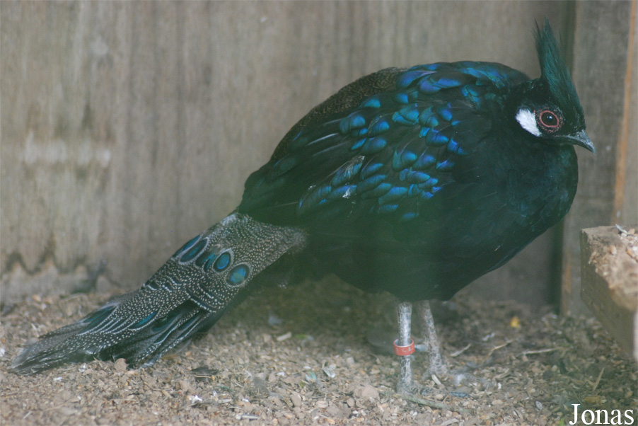 Polyplectron napoleonis