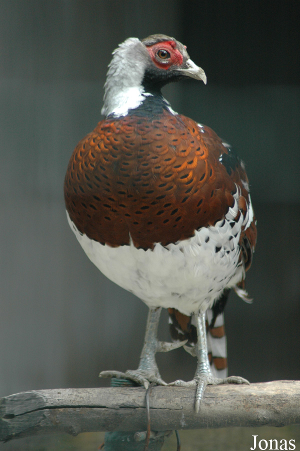 Syrmaticus ellioti