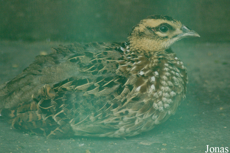 Syrmaticus reevesii