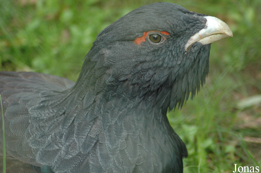 Tetrao urogallus