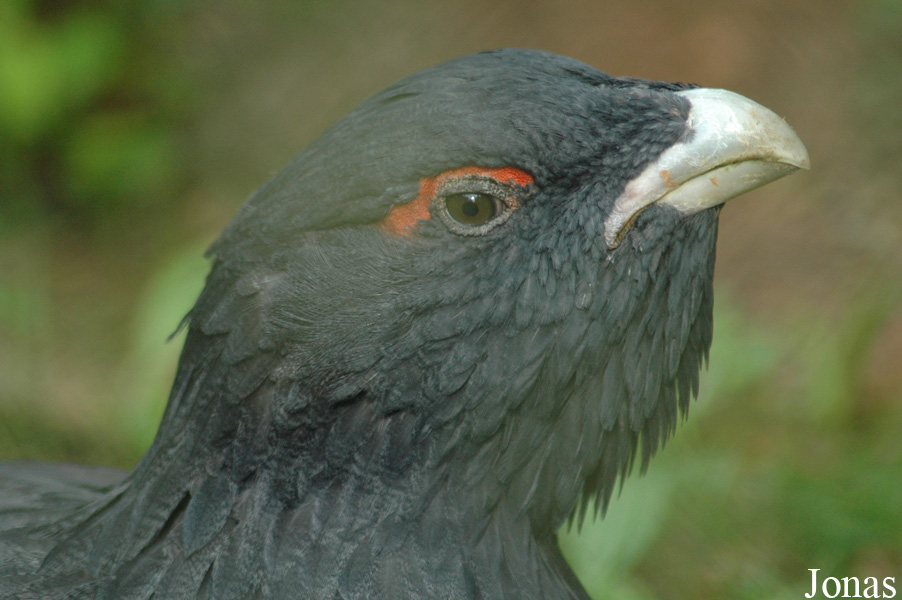 Tetrao urogallus