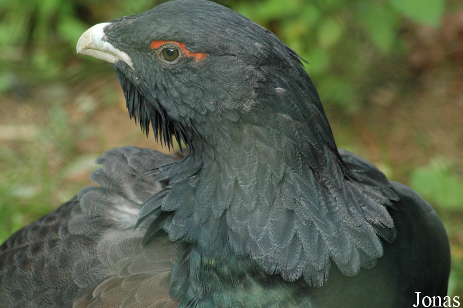 Tetrao urogallus