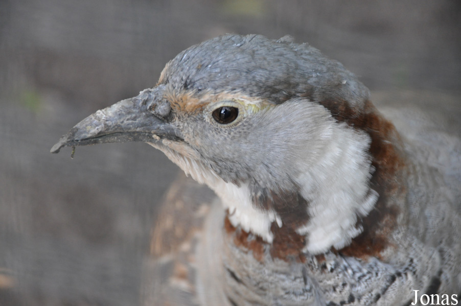 Tetraogallus himalayensis