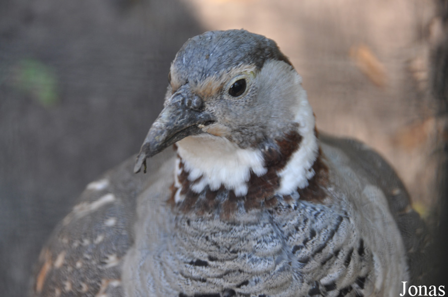 Tetraogallus himalayensis