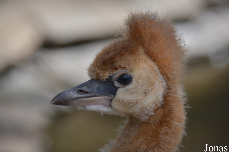 Balearica regulorum