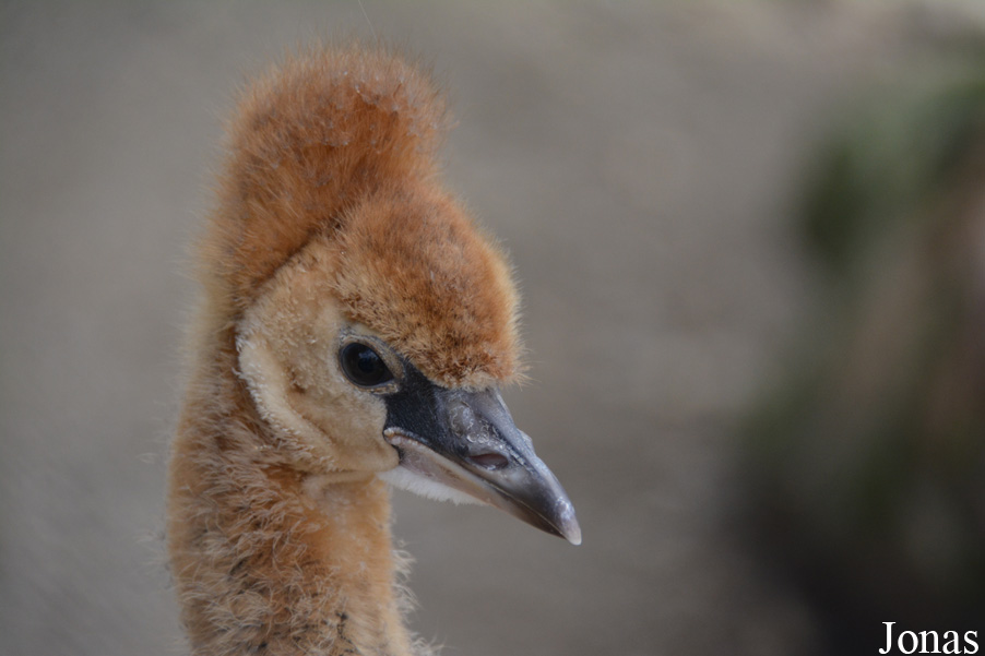 Balearica regulorum