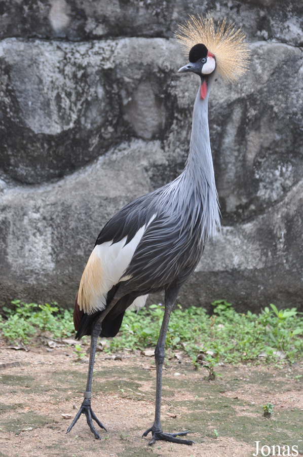 Balearica regulorum