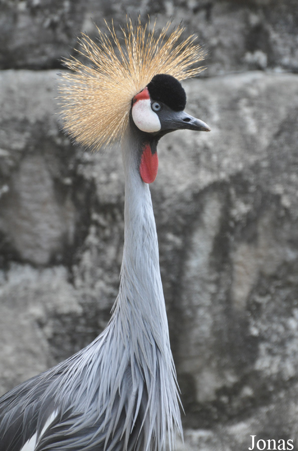 Balearica regulorum